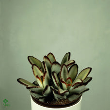 Kalanchoe tomentosa synsepala – 8.5cm Pot