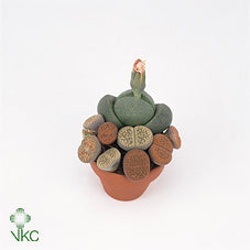Living Stone Plant (Lithops) – 8.5cm Pot