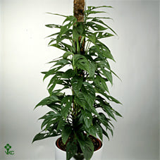 Monstera obliqua – 17cm Pot, Approx. 40cm