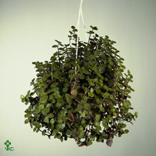 Callisia repens ‘Fruitmix’ – 6cm Pot