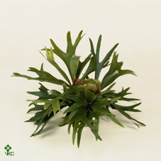 Staghorn Fern (Platycerium bifurcatum) – 12cm Pot