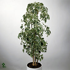 Ming Aralia (Polyscias fruticosa) – 24cm Pot, 155cm Tall