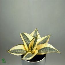 Golden Hahnii Snake Plant (Sansevieria trifasciata) – 6cm Pot
