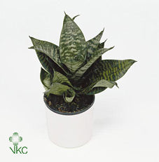 Sansevieria Hahnii ‘Superstar’ – 9cm Pot
