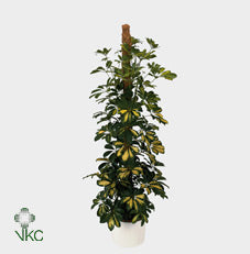 Gold Capella Umbrella Plant (Schefflera arboricola) – 21cm Pot