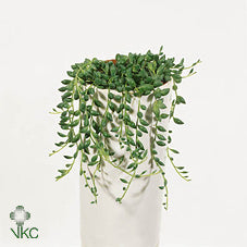 String of Pearls (Senecio herreianus) – 14cm Pot