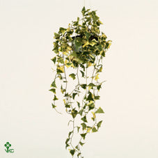Variegated Senecio Houseplant – 12cm Pot