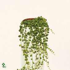 String of Pearls (Senecio rowleyanus) – 14cm Hanging Pot