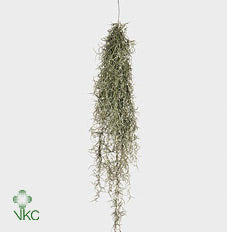 Large Tillandsia Jellyfish Air Plant