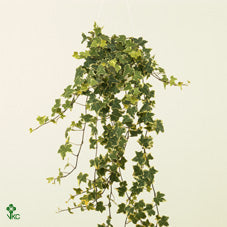 Goldchild English Ivy (Hedera helix) – 17cm Pot