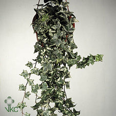 Kolibri English Ivy (Hedera helix) – 9cm Pot