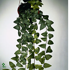 Green Ivy (Hedera helix) – 24cm Pot