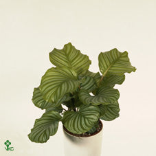 Calathea Orbifolia Prayer Plant – 17cm Pot