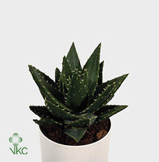 Aloe Mitriformis – 12cm Pot, 20cm High