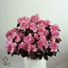 Azalea Rhododendron simsii – 12cm Pot