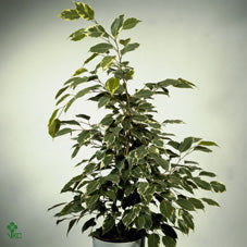 Ficus benjamina ‘Golden King’ – 27cm Pot, 110cm High
