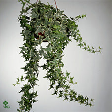 Hedera Helix ‘Mona Lisa’ Ivy – 9cm Pot