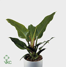 Philodendron Imperial Green – 17cm Pot, 60cm High