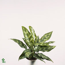 Aglaonema 'Maria' Chinese Evergreen – 12cm Pot