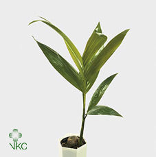 Areca Palm (Areca catechu) – 12cm Pot, 50cm Height