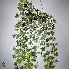 English Ivy (Hedera helix) – 13cm Pot