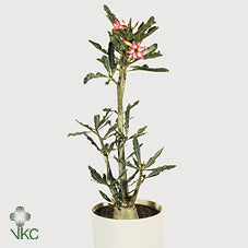 Pink Desert Rose (Adenium obesum) – 11cm Pot