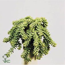 Sedum Burrito – 14cm Pot