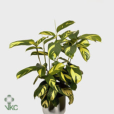 Calathea Pilosa – 12cm Pot, Approx. 30cm High