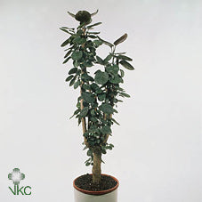 Polyscias Fabian Houseplant – 27cm Pot, 140cm Tall