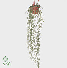 Hoya linearis – 14cm Pot
