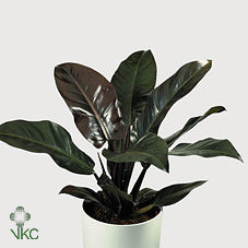 Philodendron Imperial Red – 24cm Pot, 90cm High