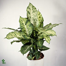 Dieffenbachia ‘Mars’ Dumb Cane – 17cm Pot, 65cm