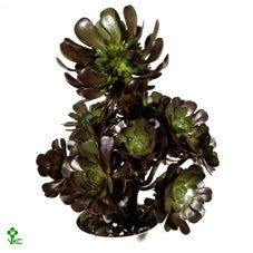 Black Aeonium (Aeonium nigrum) – 8.5cm Pot
