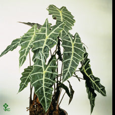 Alocasia Amazonica – 24cm Pot, 65cm High