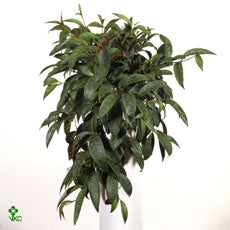 Mosaic Lipstick Plant (Aeschynanthus marmoratus) – 17cm Pot