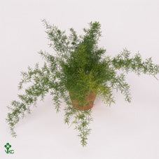 Asparagus Fern (Asparagus densiflorus) – 12cm Pot
