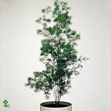 Asparagus Fern (Asparagus umbellatus) – 12cm Pot