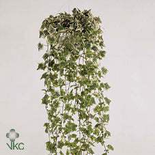 Golden Kolibri Ivy (Hedera helix) – 9cm Pot