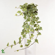 Hedera Helix ‘Kolibri’ Ivy – 19cm Pot