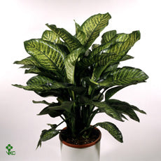Dumb Cane (Dieffenbachia seguine) ‘Maroba’ – 24cm Pot, Approx. 90cm