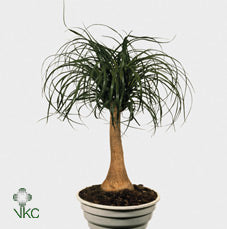 Ponytail Palm (Beaucarnea recurvata) – 24cm Pot