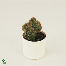 Cuddly Cactus (Cereus) – 12cm Pot, 28cm High