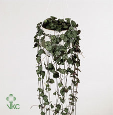 String of Hearts (Ceropegia woodii) – 11cm Pot