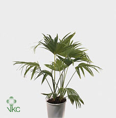 Mediterranean Fan Palm (Chamaerops humilis) – 24cm Pot