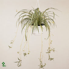 Variegated Spider Plant (Chlorophytum comosum) – 17cm Pot