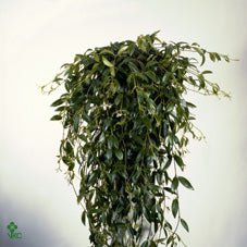 Codonanthe Crassifolia Flowering Houseplant – 14cm Pot