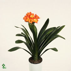 Clivia Miniata ‘Julia’ – 15cm Ceramic Pot