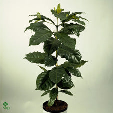 Arabica Coffee Plant (Coffea arabica) – 23cm Pot