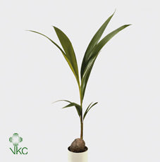 Coconut Palm (Cocos nucifera) – 19cm Pot, 150cm Tall