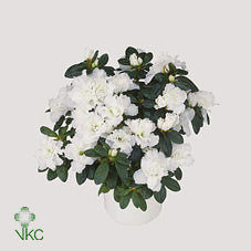 White Azalea (Rhododendron simsii) – 15cm Pot
